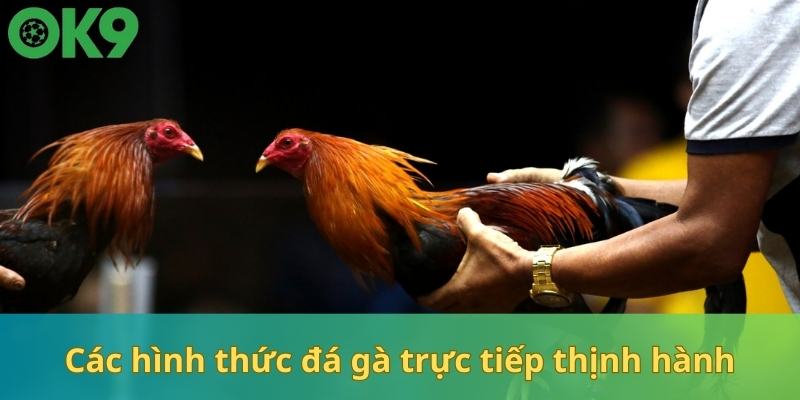 Chọi gà truyền thống tại Châu Á