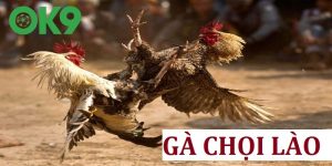 Gà Chọi Lào | Các Trận Đấu Chất Lượng Từ Trường Gà Savan