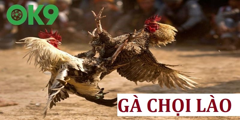 Gà Chọi Lào | Các Trận Đấu Chất Lượng Từ Trường Gà Savan