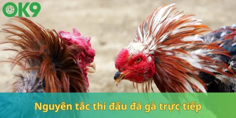 Luật thi đấu đá gà trực tiếp chi tiết nhất