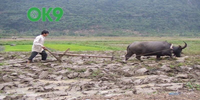 Mơ thấy trâu đánh số gì? trâu đi cày nên đánh 22; 57